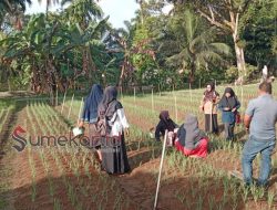 Kelompok Wanita Tani (KWT) Gampong Ladang Tanam Bawang Merah untuk Ketiga Kalinya
