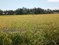 Petani Blang Seumasang Mulai Panen Padi, Hasil Berlimpah